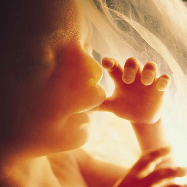 ნაყოფის განვითარების ფსიქოლოგია