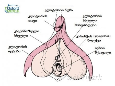 უცნობი ფაქტები კლიტორის შესახებ უცნობი ფაქტები კლიტორის შესახებ