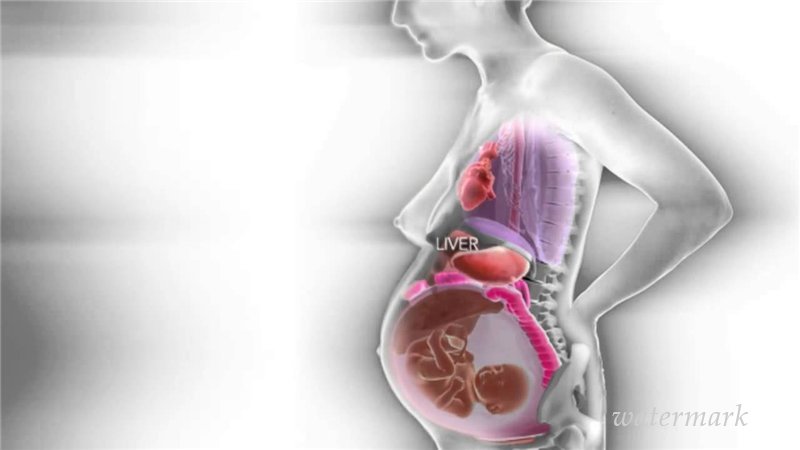 რა მოზდის ქალთა შინაგან ორგანოებს ორსულობის დროს