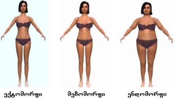 სხეულის ტიპები