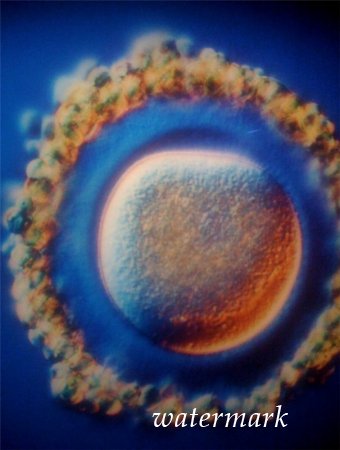 ჩასახვიდან ბავშის დაბადებამდე: 9 თვის განმავლობაში ორგანიზმში მომხდარი ცვლილებები (19 ფოტო) ჩასახვიდან ბავშის დაბადებამდე: 9 თვის განმავლობაში ორგანიზმში მომხდარი ცვლილებები (19 ფოტო)