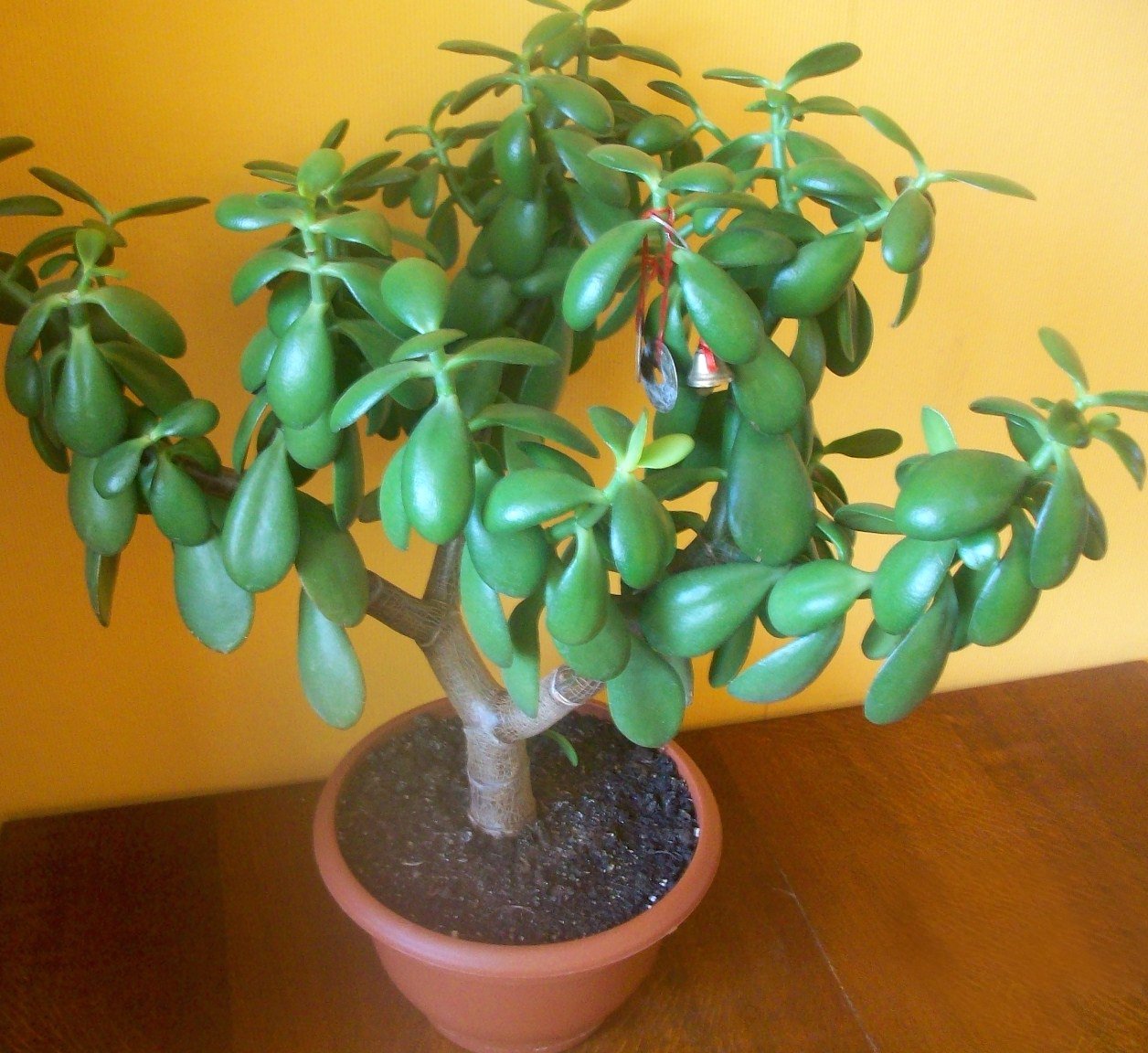 კრასულა ანუ ბარაქის ხე დამწვრობის სამკურნალოდ