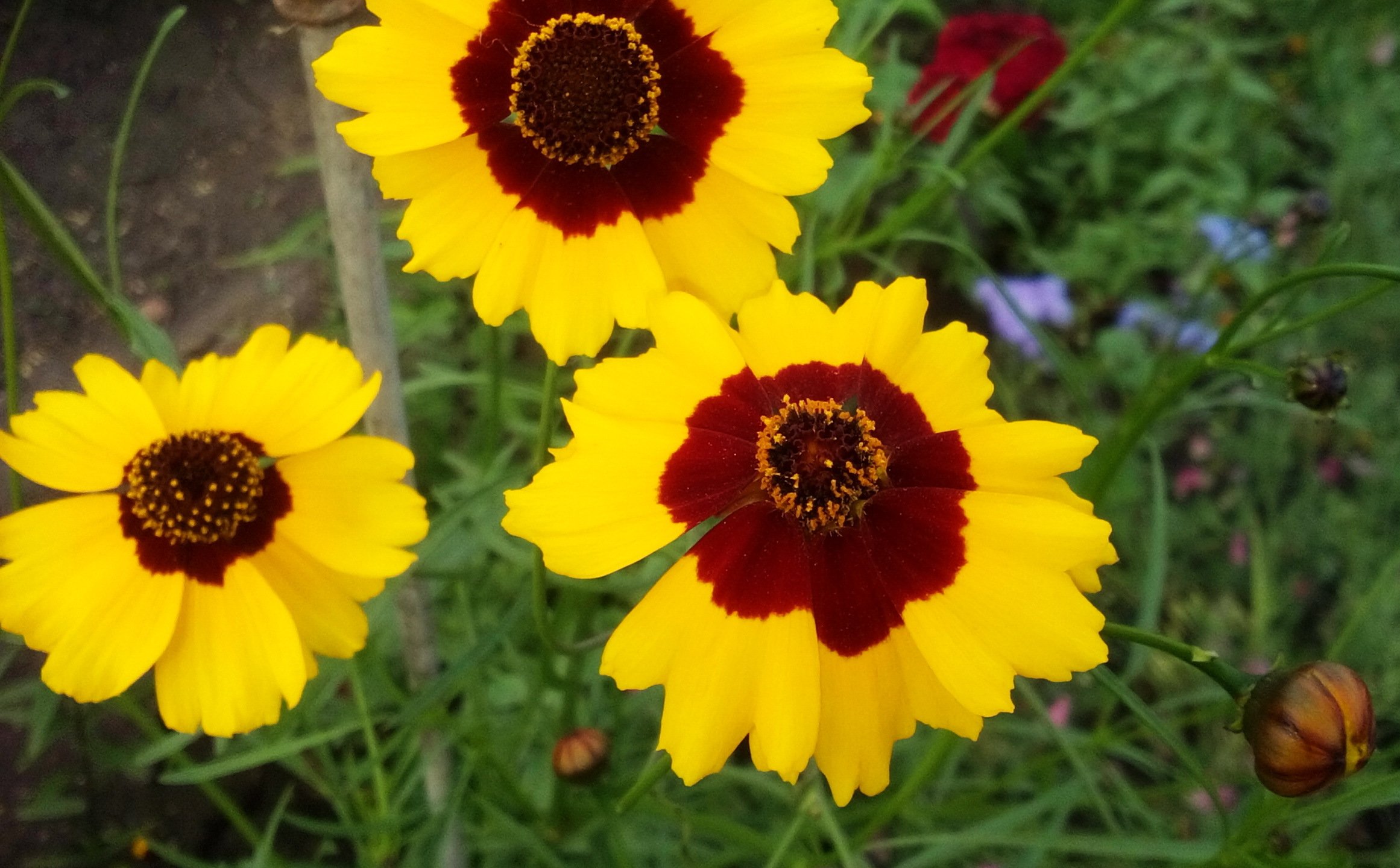 ბიზბიზელა (coreopsis) ეზოში ბიზბიზელა (coreopsis) ეზოში
