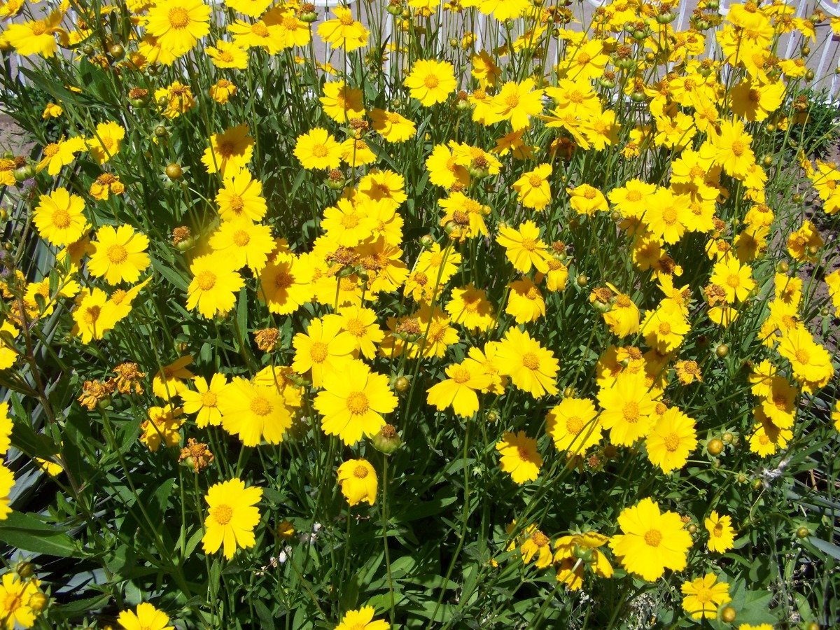 ბიზბიზელა (coreopsis) ეზოში