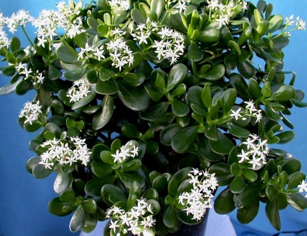 ბარაქის ხე - ფულის ხე თუ მას სწორად მოუვლით ოჯახში ბევრ ფულს ელოდეთ ასევე ბედნიერების მომტანია.