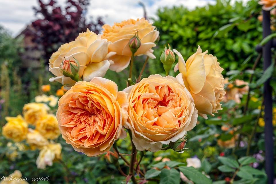 ვარდის კვება გაზაფხულ-ზაფხულში უხვი ყვავილობისთვის