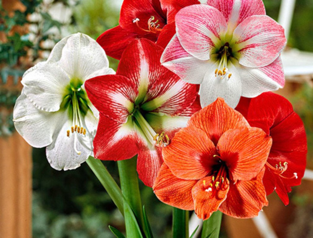 ამარილისი -  АМАРИЛЛИС - Amaryllis