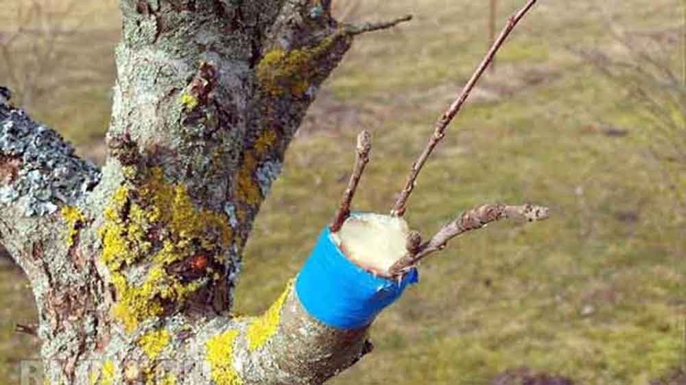 ნუ შეგეშინდებათ ექსპერიმენტების, გამოაცოცხლეთ და გადაახალისეთ თქვენი ბაღი!